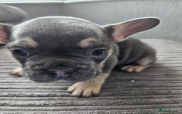 French Bulldog dogs for sale: Gorgeous frenchie pups  - Image 40