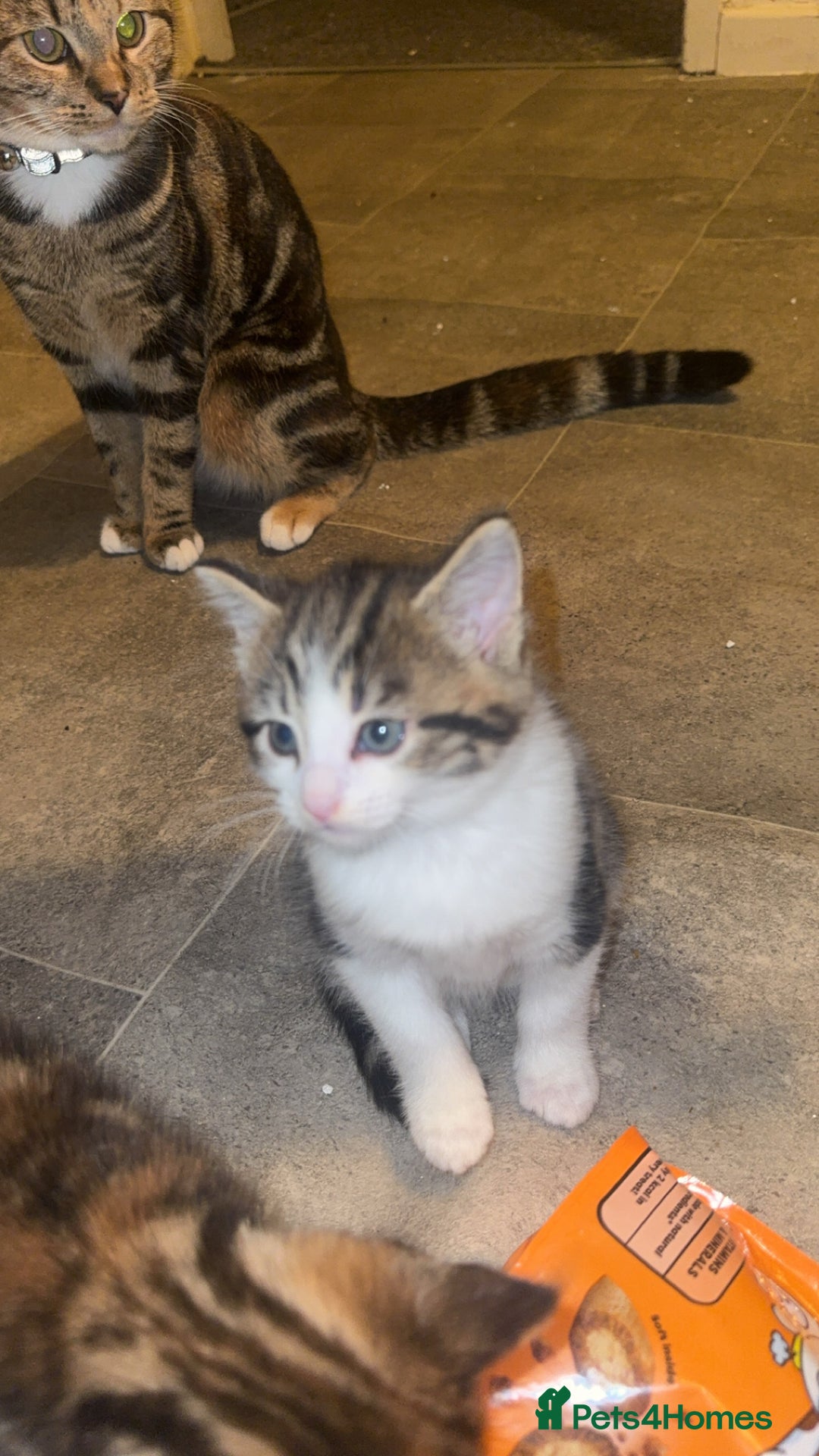 Domestic Shorthair cats for sale: 2 male kittens for sale  - Advert 9