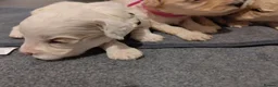 Cockapoo dogs for sale: F1B Cockapoo Puppies | KC Reg. Toy Poodle Dad - Advert 8