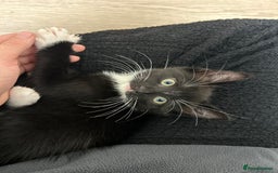 Mixed Breed cats for sale: female kitten - Image 1