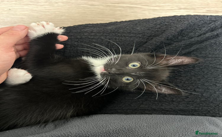 Mixed Breed cats - Advert 3