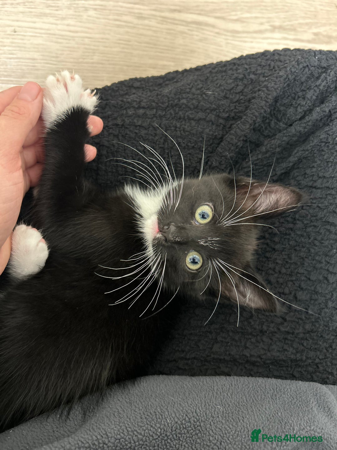 Mixed Breed cats for sale: female kitten - Image 1