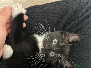 Mixed Breed cats for sale - Advert 1