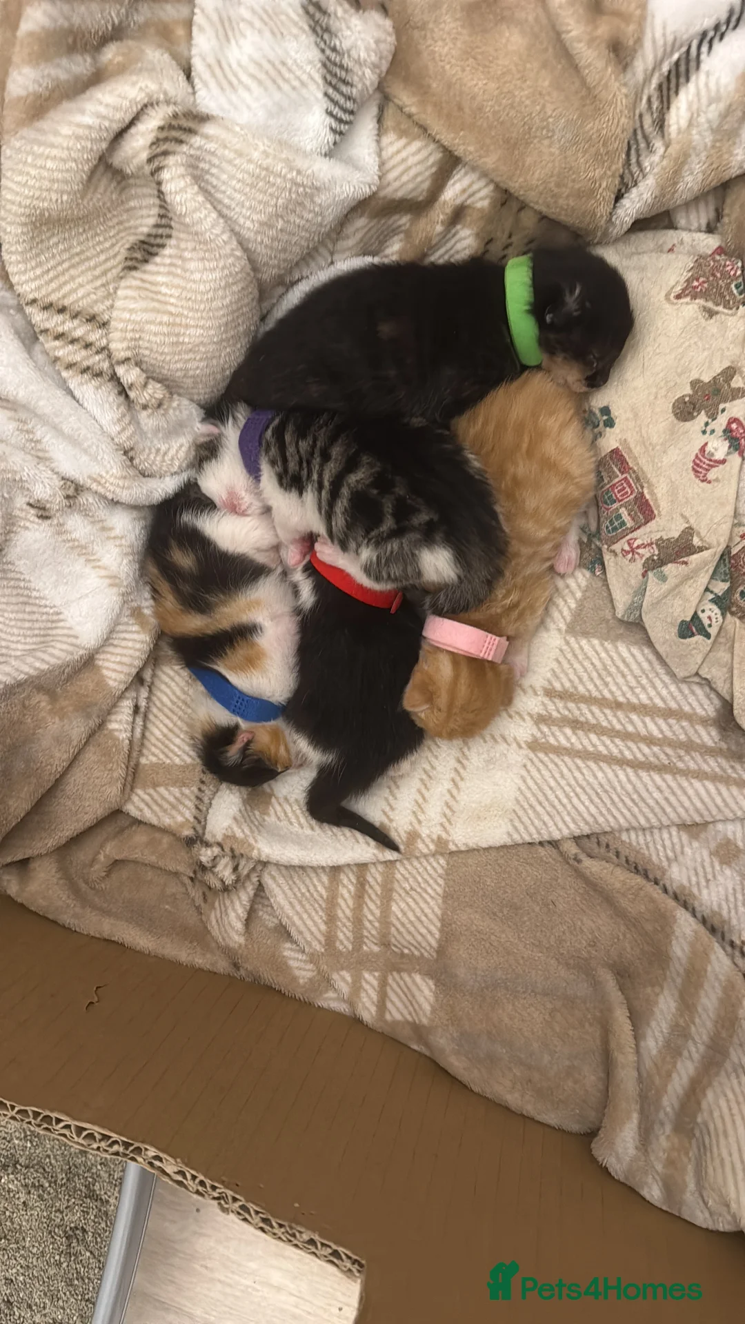 Mixed Breed cats for sale: 5 Beautiful Kittens  - Advert 2