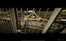 Lovebirds birds for sale: Matched lovebird  - Advert 3