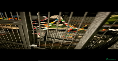 Lovebirds birds Matched lovebird  - Advert 7