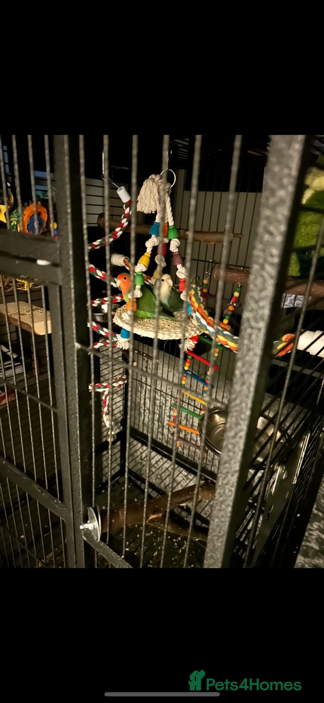 Lovebirds birds for sale: Matched lovebird  - Advert 3