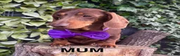 Dachshund dogs for sale: Miniature Dachsund Pups - Advert 1