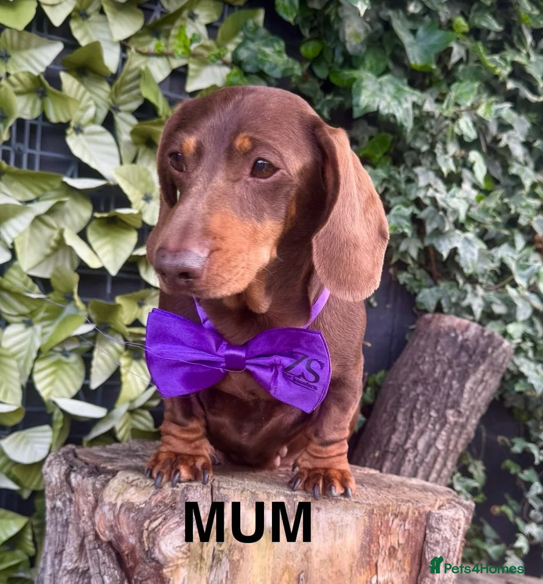 Dachshund dogs for sale: Miniature Dachsund Pups - Advert 1