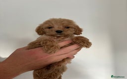 Cockapoo dogs for sale: cockapoo puppies  - Image 11
