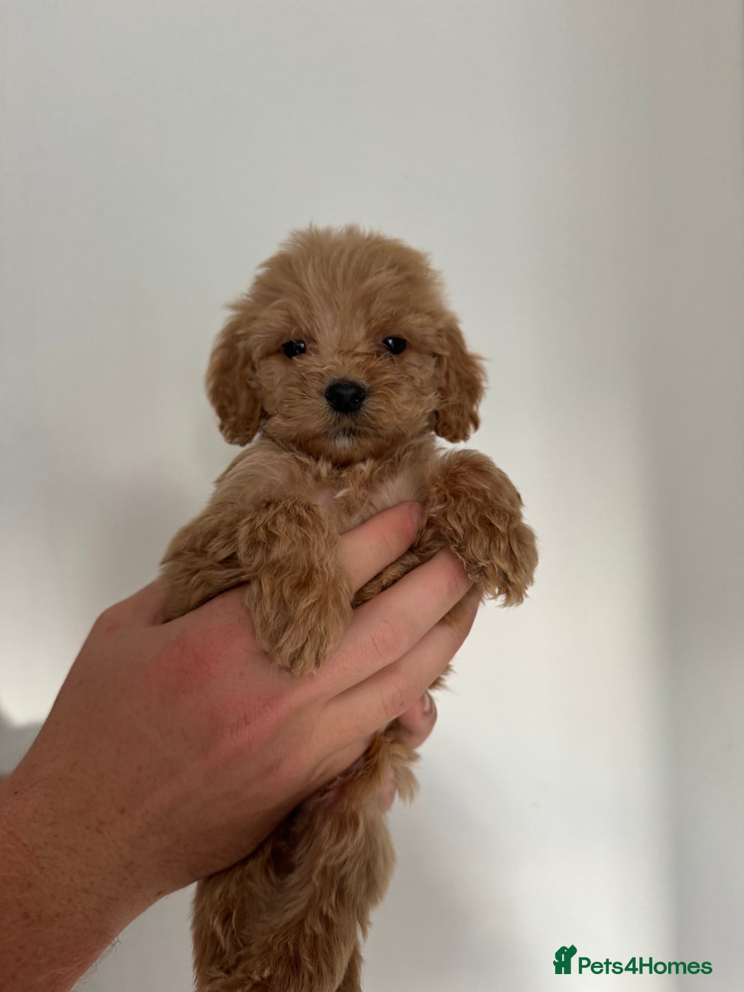 Cockapoo dogs for sale: cockapoo puppies  - Image 11