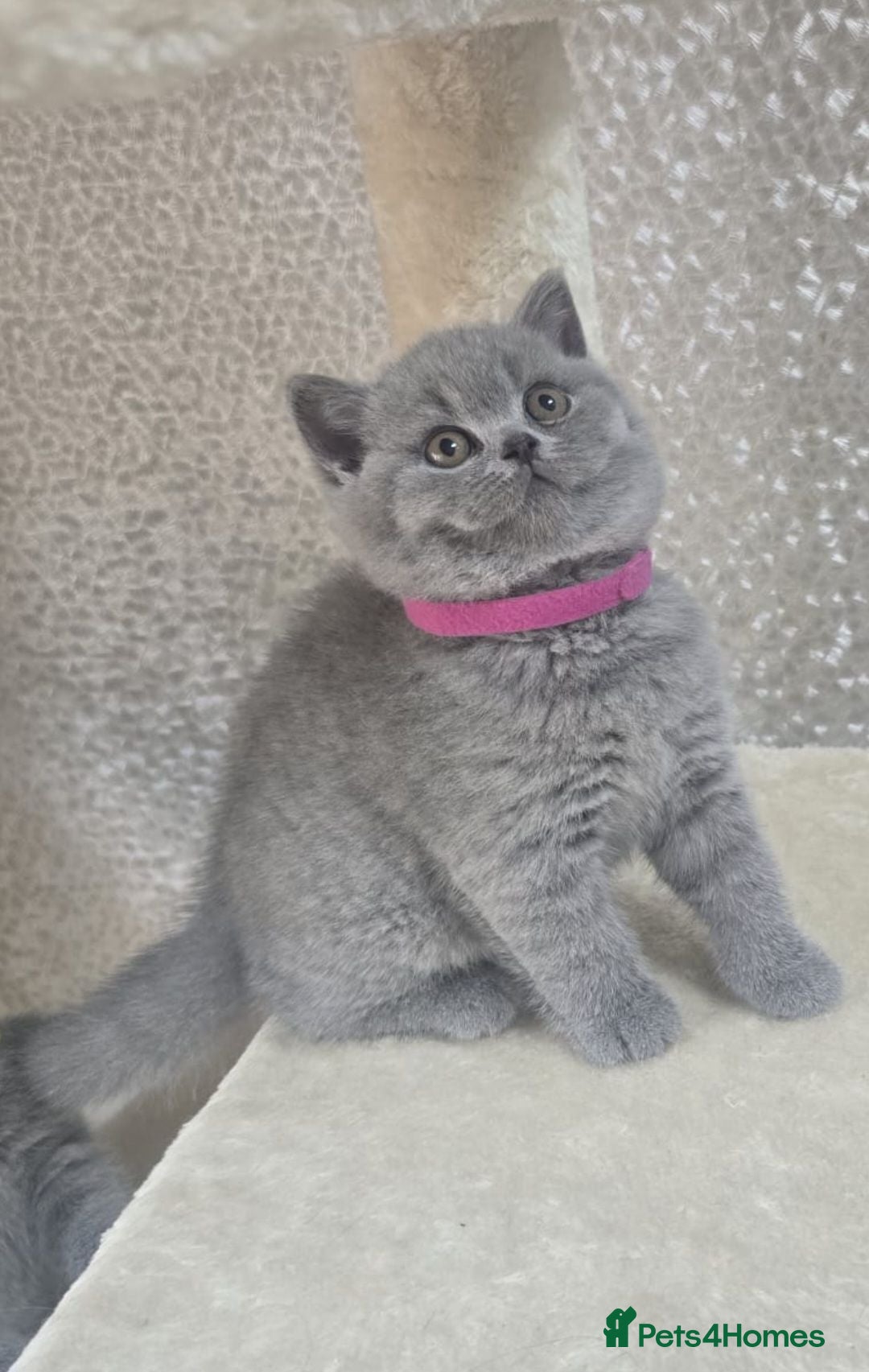 British Shorthair cats Gorgeous Adorable British Short Hair kittens - Advert 2