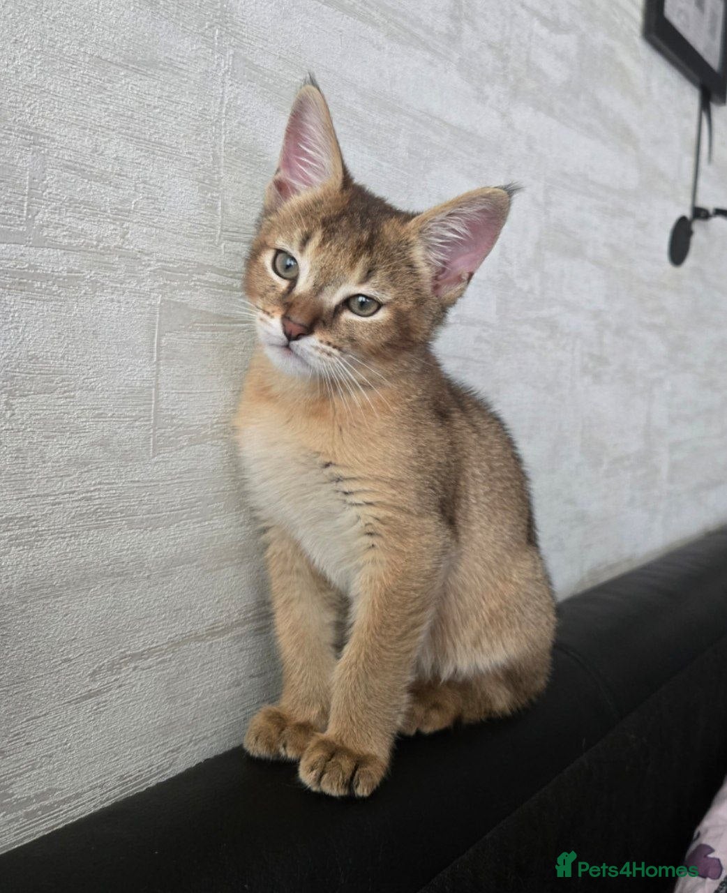 Chausie cats CHAUSIE  - Advert 2
