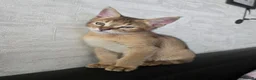 Chausie cats for sale: CHAUSIE f6  - Advert 1