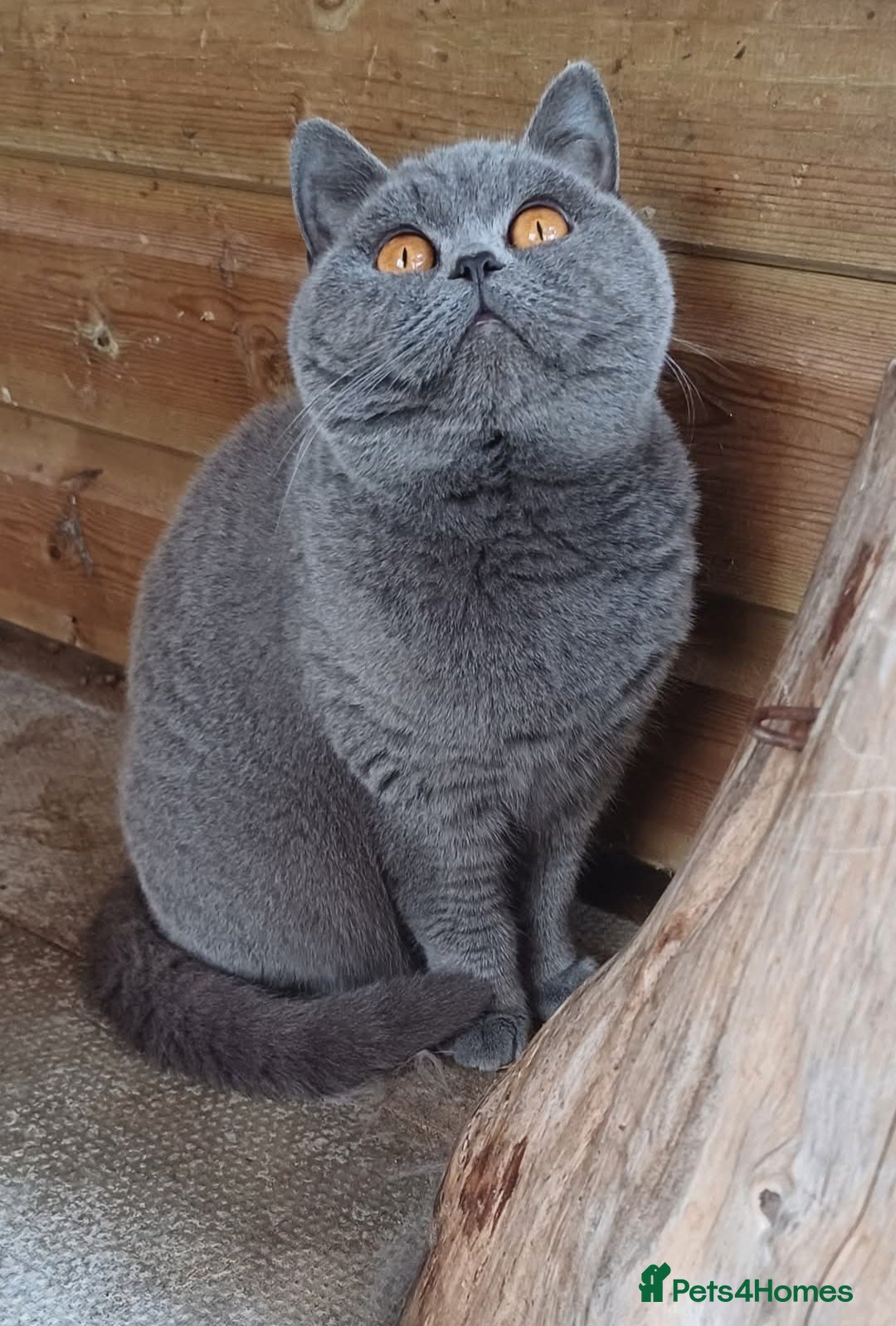 British Shorthair cats for sale: GCCF Blue female  - Image 1