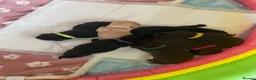 Labrador Retriever dogs for sale: Stunning KC Registered Labrador Puppies  - Advert 1