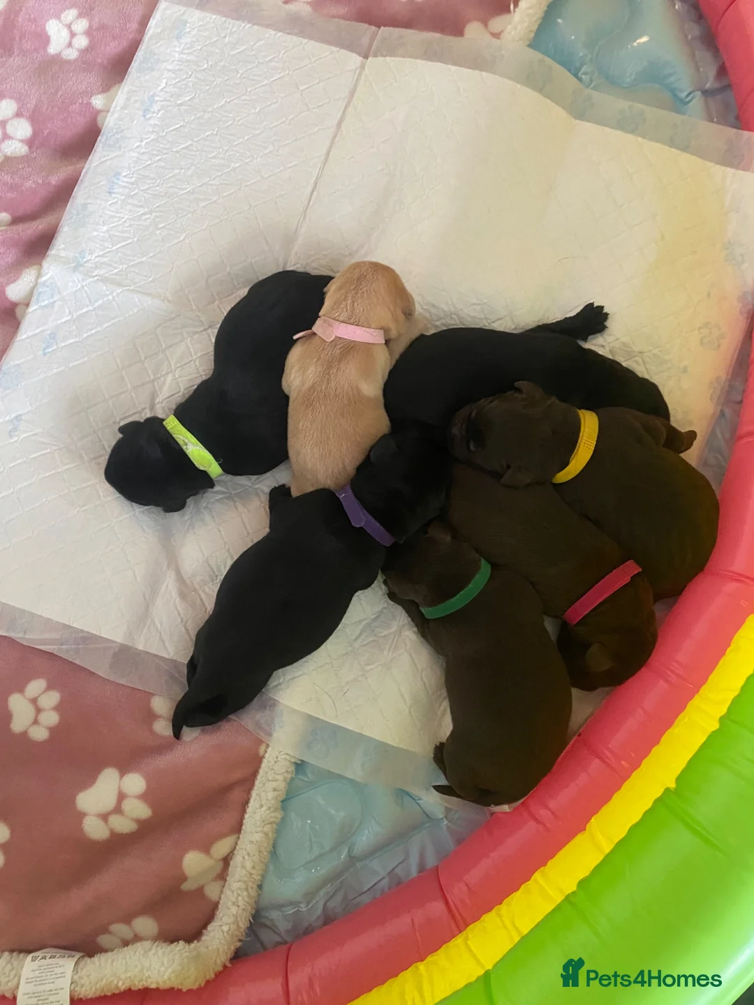 Labrador Retriever dogs for sale: Stunning KC Registered Labrador Puppies  - Advert 1