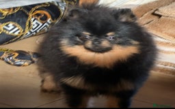 Pomeranian dogs for sale: 🏆The best you can get Russian Taiwan bloodlines - Image 17