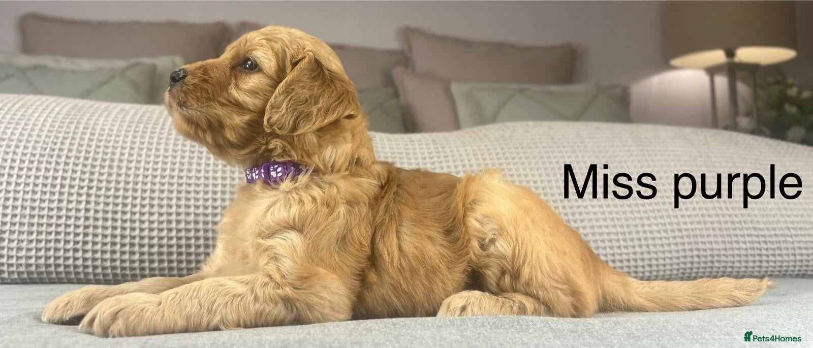 Goldendoodle dogs These will be stunning adults. Real head turners. - Advert 1