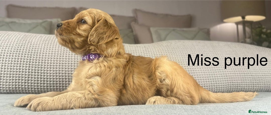 Goldendoodle dogs for sale: These will be stunning adults. Real head turners. - Advert 1