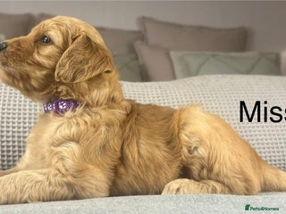 Goldendoodle dogs These will be stunning adults. Real head turners. - Advert 3