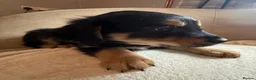 Mixed Breed dogs for sale: 12 golden retrievers x Sprollie - Advert 36