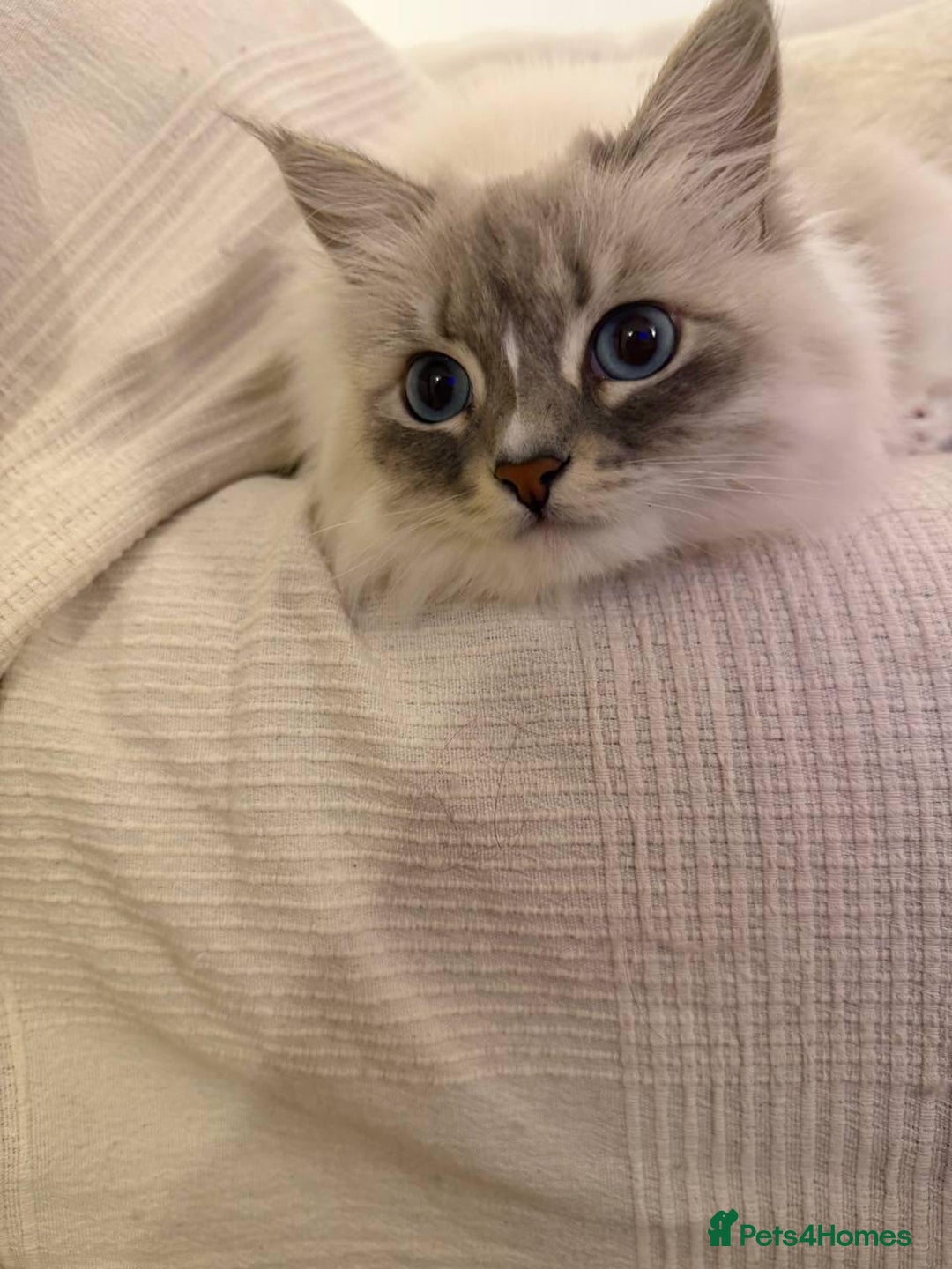 Siberian cats for sale: Rare Siberian Cats Available😻💯 - Advert 36