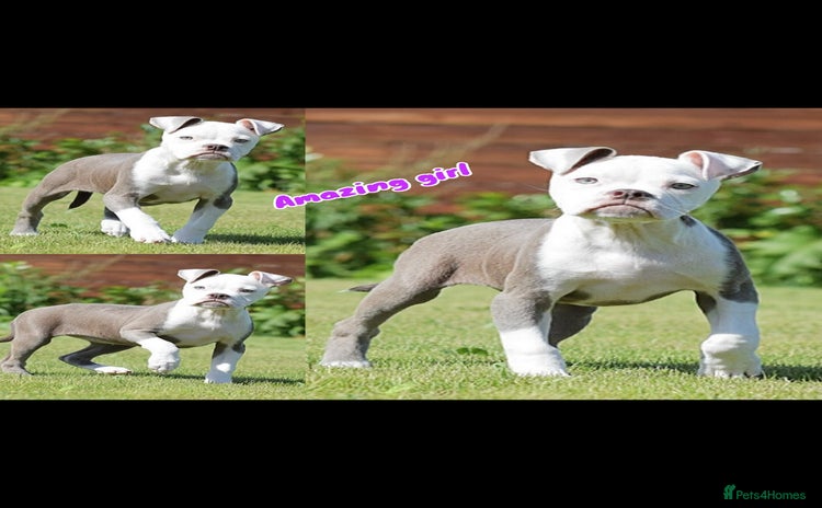 Old Tyme Bulldog dogs - Advert 1