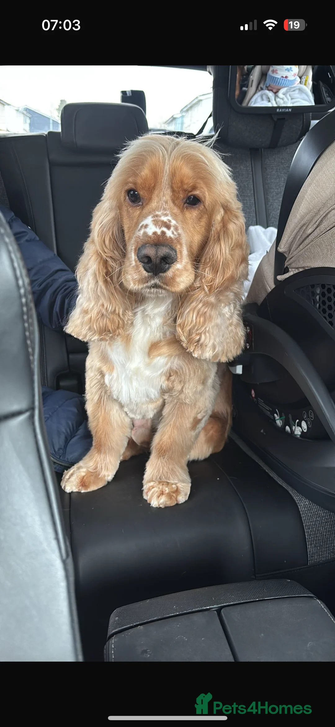 Cocker Spaniel dogs for stud: SHOW cocker spaniel stud  - Advert 2