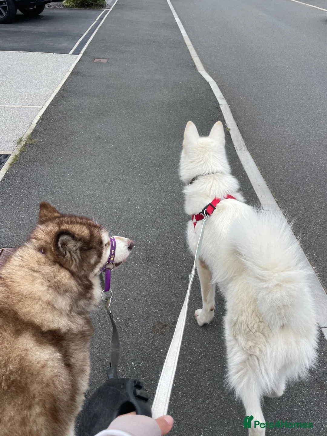 Alaskan Malamute dogs for sale: Rare full white, KC registered Alaskan malamute in Mansfield - Advert 6