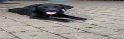 Mixed Breed dogs for sale: Gorgeous chunky Labernese pups   - Advert 16