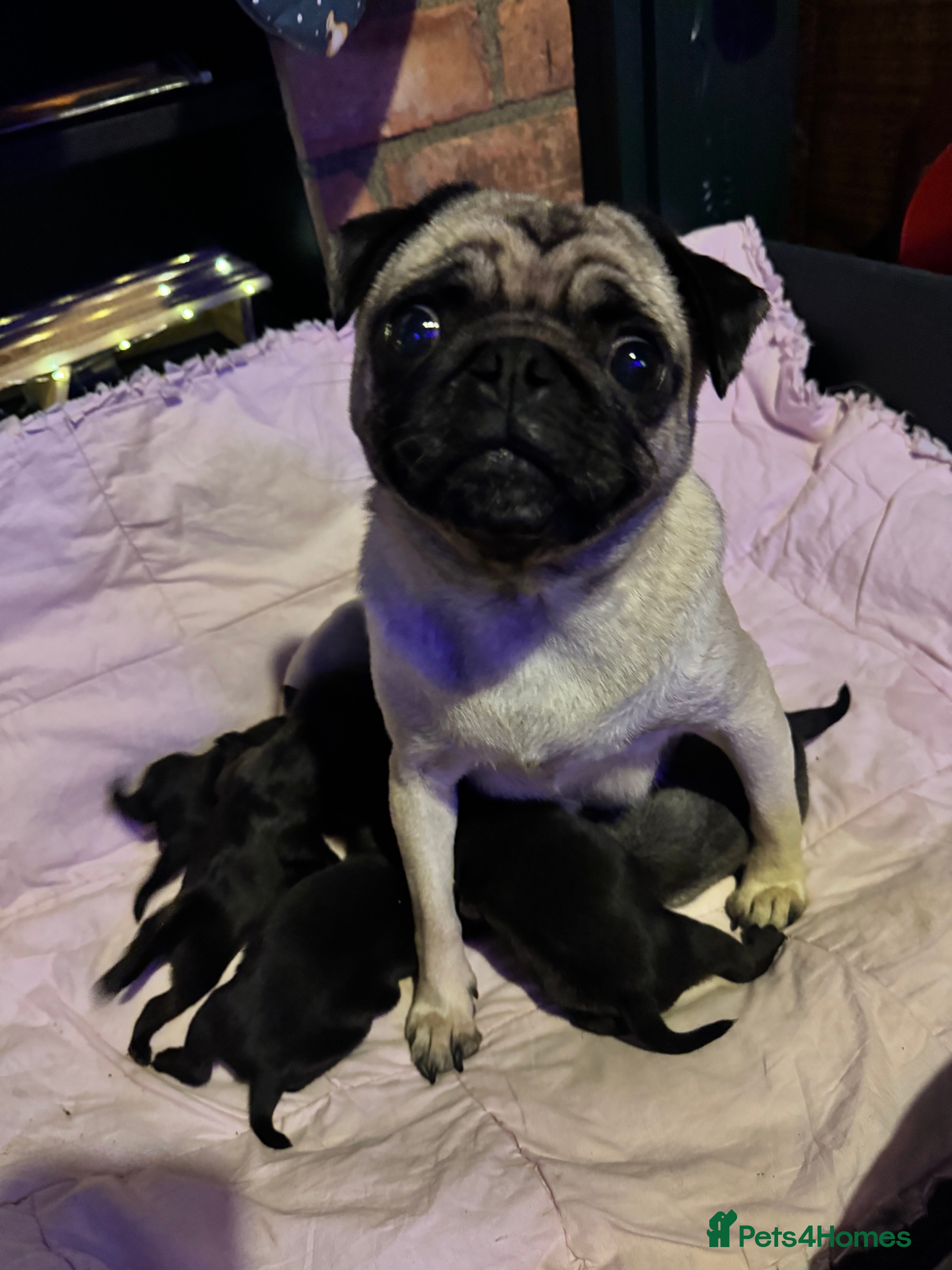 Pug dogs Kc pug puppies  - Advert 1