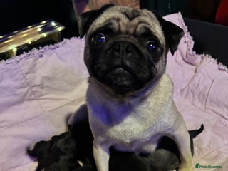 Pug dogs Kc pug puppies - Advert 1