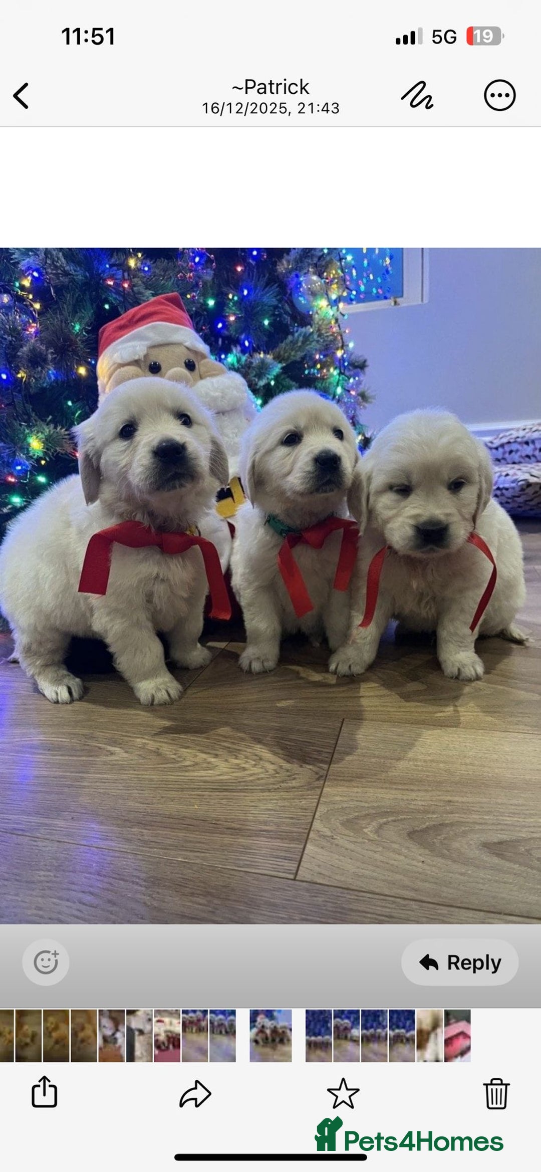 Golden Retriever dogs for sale: KC Reg Health Tested Golden Retriever Puppies - Advert 7