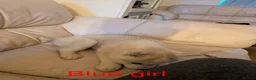 Siberian Husky dogs for sale: Beautifull Siberian Husky puppies - Advert 14