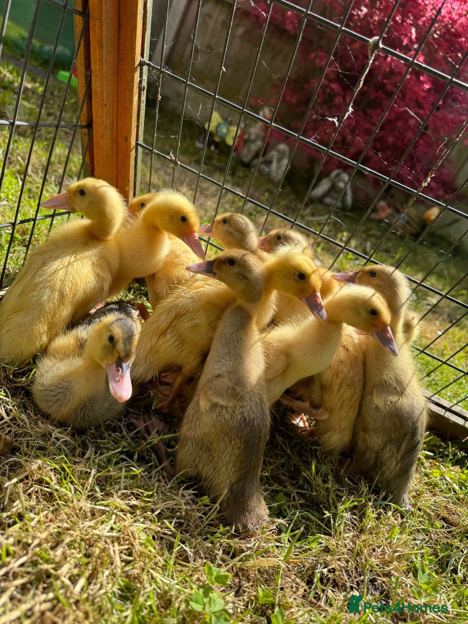 Ducks poultry Pure Indian Runner Ducklings Available  - Advert 2