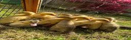 Ducks poultry for sale: Indian Runner Ducklings Available  - Advert 2