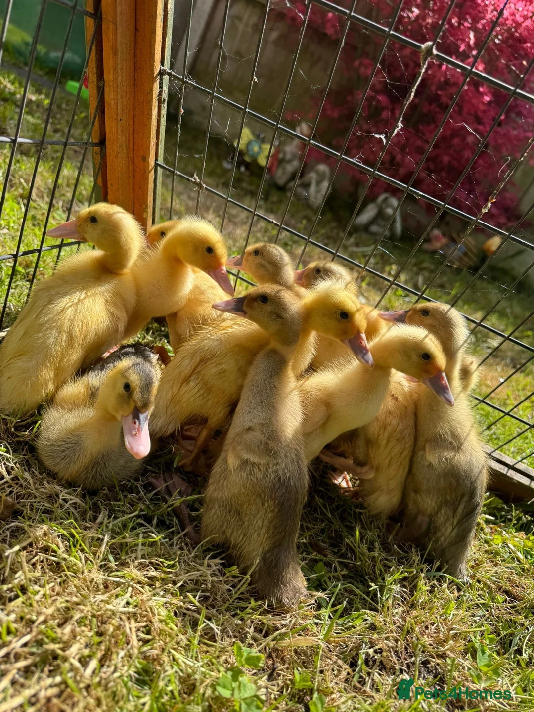 Ducks poultry for sale: Indian Runner Ducklings Available  - Advert 2