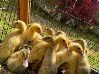 Ducks poultry Indian Runner Ducklings Available - Advert 2