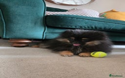 Pomeranian dogs for sale: Beautiful 6 month old Pom for sale - Image 2