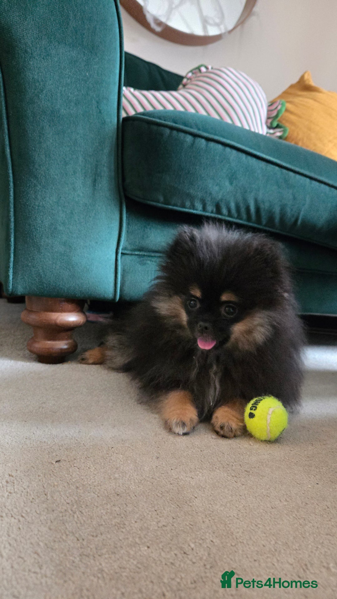 Pomeranian dogs for sale: Beautiful 6 month old Pom for sale - Image 2