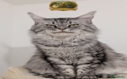 Maine Coon cats for stud: European Championship Carries Shaded GCCF & TICA - Advert 3