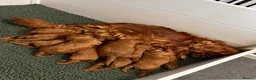 Cavapoo dogs for sale: 5 STAR LICENSED BREEDER BEAUTIFUL RED F1 CAVAPOOS - Advert 31