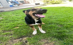 Mixed Breed dogs for adoption: 💙🐶 BRUNO 🐶💙 - Image 10