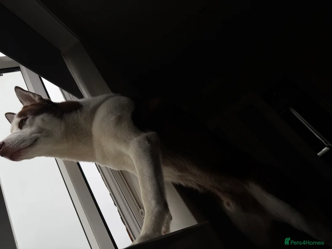 Siberian Husky dogs for sale: Siberian husky - Advert 5