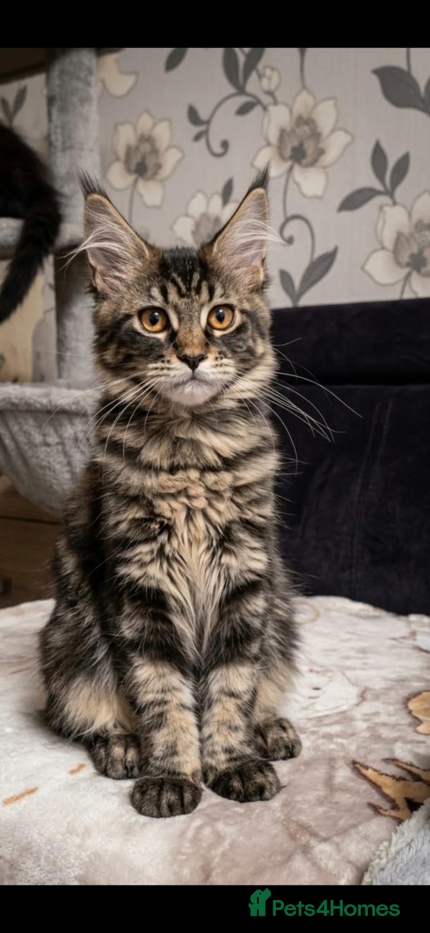 Maine Coon cats Only three are left.  Maine Coon Kittens  - Advert 2