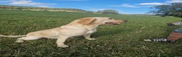 Labrador Retriever dogs for sale: Gun dog bitch - Advert 2