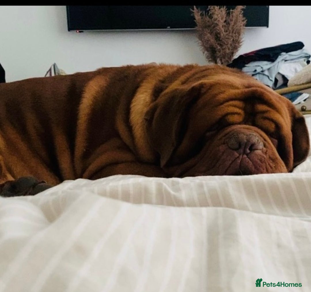 Dogue De Bordeaux dogs for sale: REDUCED Stunning litter of puppies  - Image 12