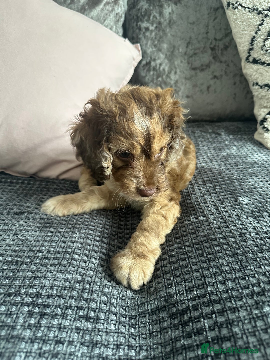 Cockapoo dogs for sale: ENGLISH SHOW F1 COCKAPOO BOY - Image 7