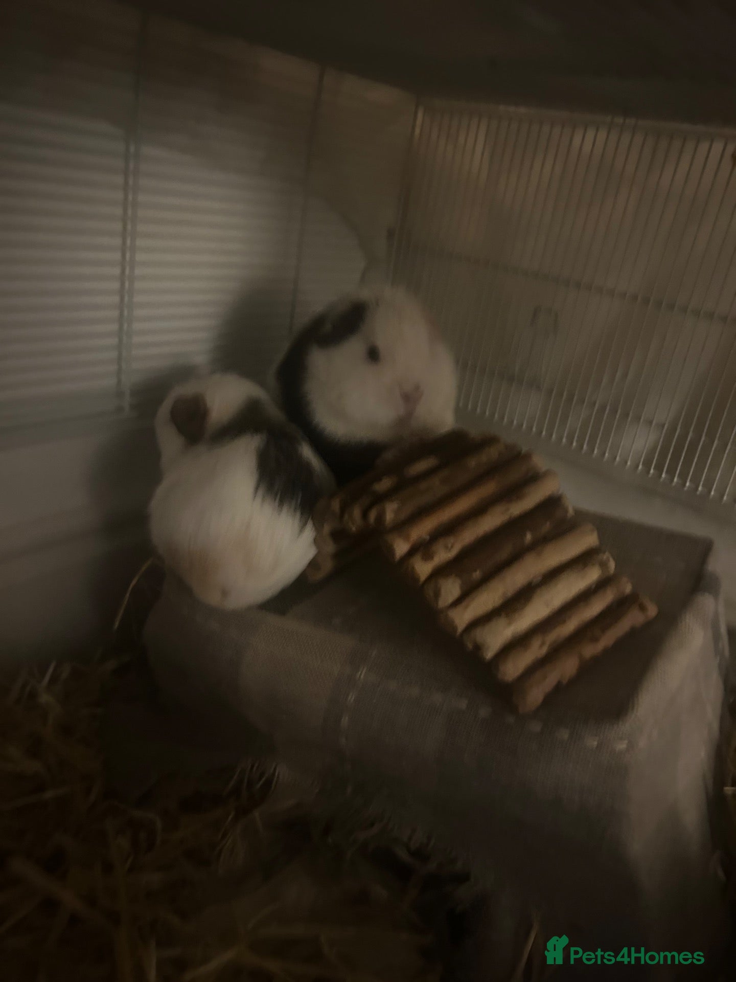Guinea Pig rodents Guinea pigs 2 males  - Advert 1